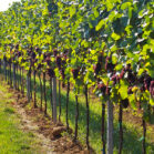 bigstock_Wine_Grapes_Rows_233269