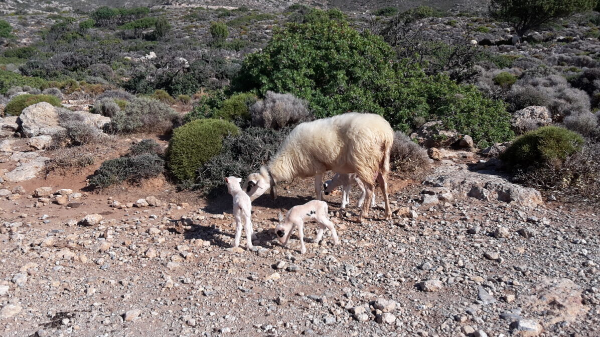 Crete-animals Crete-animals