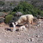 Crete-animals